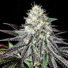 Garlic Cookies > Pure Instinto